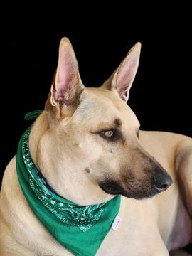 A large dog sitting Stock Photos