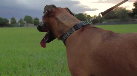 Large dog straining on leash Video stock 42236490