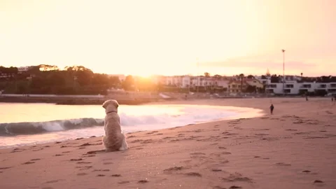 A large dog at sunset turns around and runs towards the camera Stock Footage 255470079