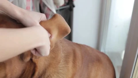 A large dog's ears are cleaned with a cotton swab. The French Mastiff has dirty Stock Footage 265401760