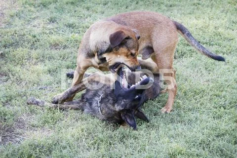 Large dogs play in action with teeth Stock Photos