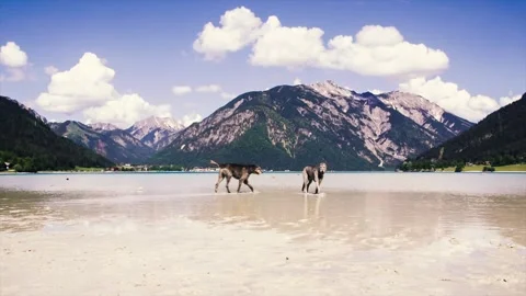 Large dogs run along the beach Stock Footage 90447373