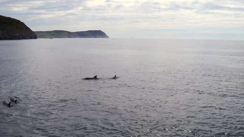 Large dolphin pod hunting and working together. Drone shot. 4K. Stock Footage 93542753