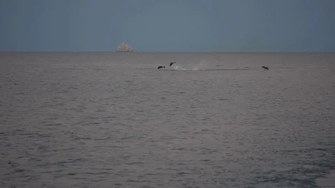 Large dolphin pod jumping from water in acrobatic display Stock Footage 76167324
