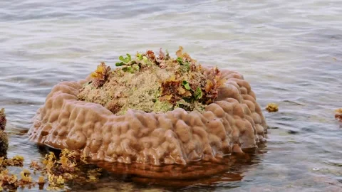 Large Dome-Shaped Structure Emerging in a Shallow Tidal Pool Stock Footage 342311859