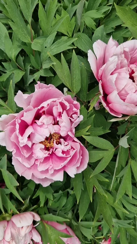 Large double inflorescences of pink tree peony Видео 335152407