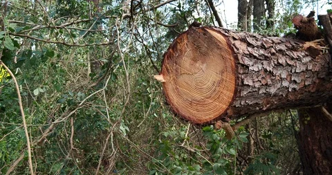 Large downed pine tree sawed off to clear road, pan right reveal broken trunk Stock Footage 99049693
