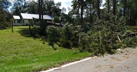 Large downed pine tree slow drive by with house in background Stock-Footage 99036858