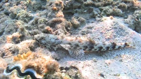 Large Dragonet Fish Close-Up on Coral Reef, Red Sea 4K Stock Footage 339491295