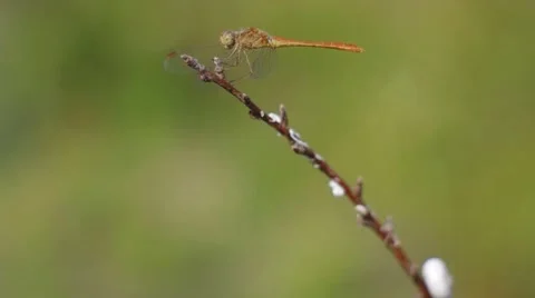 Large dragonfly basking in the sun Stock Footage 66337922