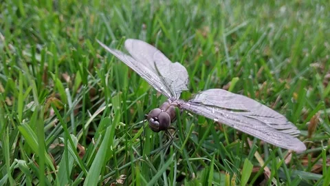A large dragonfly buzzing its wings on the lawn. Stock-Footage 324763543