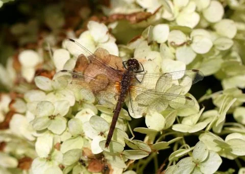 Large dragonfly on a flower Stock Photos
