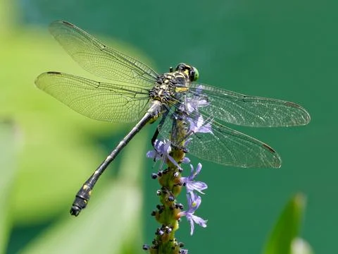 Large Dragonfly on Flower Foto stock