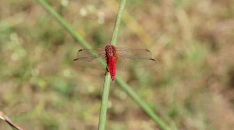 Large dragonfly Video stock 44268465