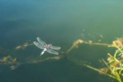 Large dragonfly in hovering flight over water. Close up. Stock-Fotos