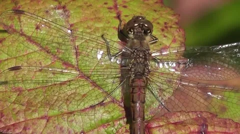 Large dragonfly on a leaf Stock Footage 52315943