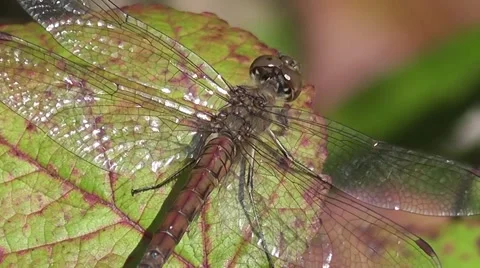 Large dragonfly on a leaf Stock Footage 52315947