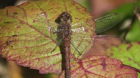 Large dragonfly on a leaf Stock Footage 52315971