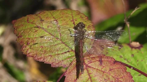 Large dragonfly on a leaf Stock Footage 52315978