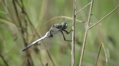 Large dragonfly (libellula) sitting on a blade of grass 4K - Italian nature Video stock 138551777