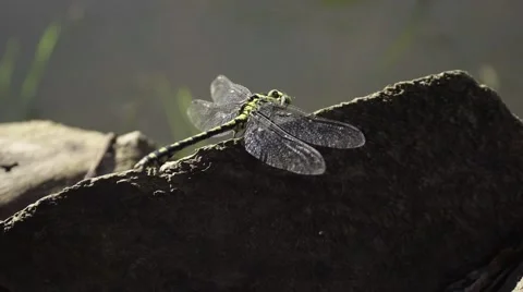 Large dragonfly on a log near the river waiting for their prey Stock Footage 67366164