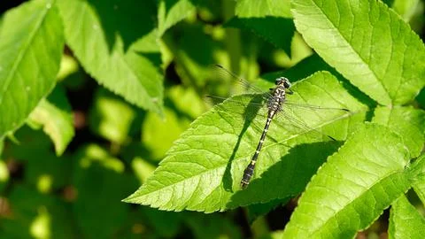 Large dragonfly macro plan sits on a sheet of goutweed Stock Photos