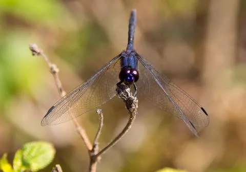 Large dragonfly Stock Photos