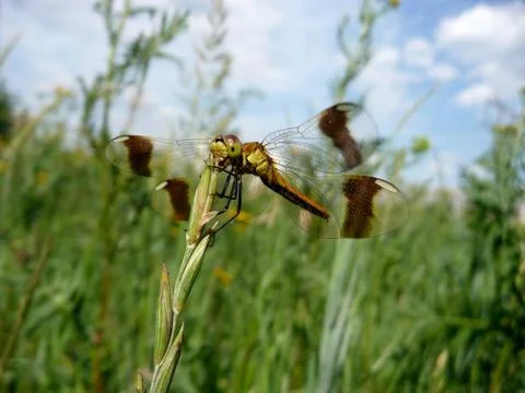 Large dragonfly Stock Photos