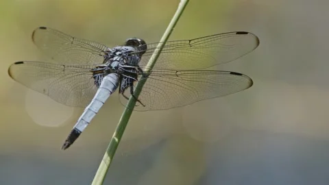 Large dragonfly resting on a blade of grass Stock Footage 162006606