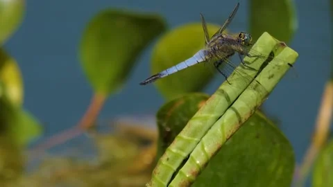 Large dragonfly resting Stock Footage 249822204