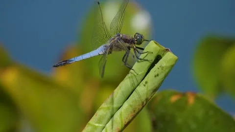 Large dragonfly resting Stock Footage 249914159