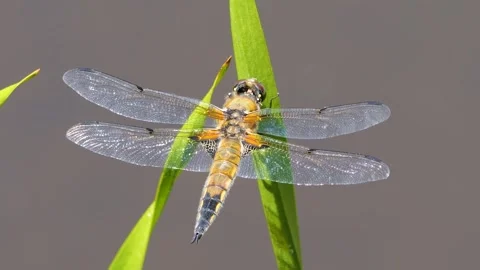 A large dragonfly resting Stock Footage 263655638