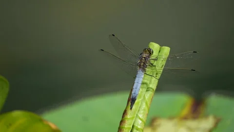 A large dragonfly resting  Stock Footage 278010361