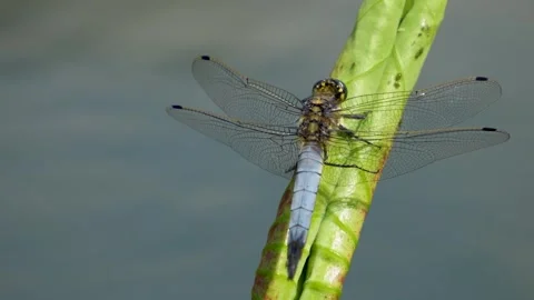Large dragonfly resting Stock Footage 278042803