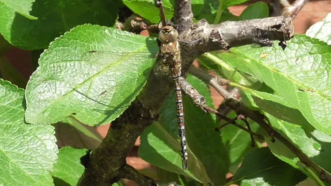Large Dragonfly Resting on a Twig Stock Footage 211055417