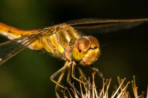 Large dragonfly sits on a burdock Stock Photos