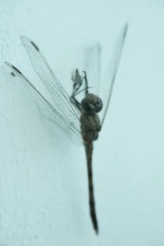 A large dragonfly sits on the wall Stock Photos