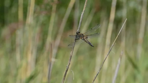 Large dragonfly sitting on a branch Stock Footage 146611513