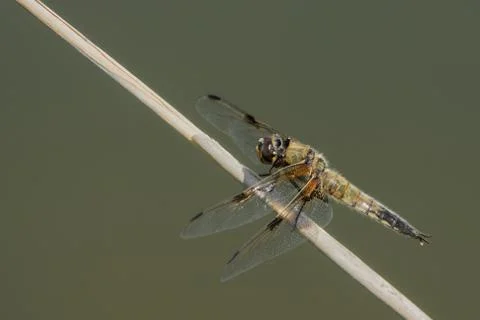 Large dragonfly on a small branch Stock-Fotos