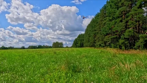 A large dragonfly soars confidently over a wide green meadow bordered by forest Stock Footage 319574341