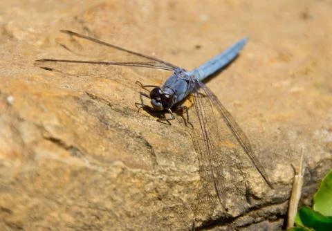 Large dragonfly on the stone Stock Photos