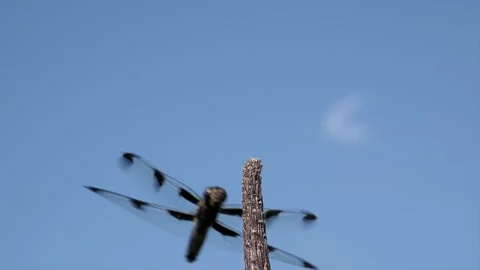 Large dragonfly touches down on its perch. Video stock 324763075
