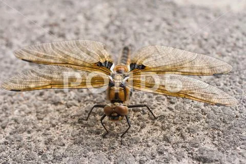 Large dragonfly with yellow wings sitting on the ground. Insect predator Stock Photos