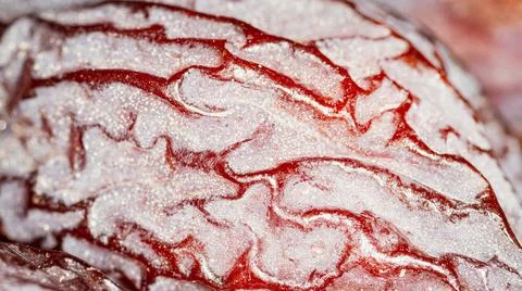 Large dried dates, texture, macro shot with blurred background Stock Photos