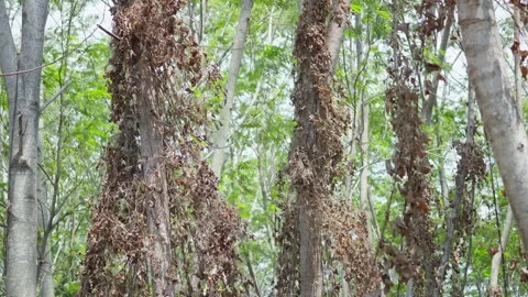 Large Dried Parasite Plant Growing on Sengon Tree Stock Footage 345618606