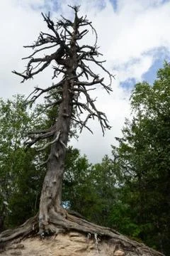 A large dried pine stands on a stone cliff. Roots stick out of the ground. Stock Photos