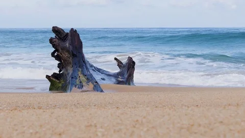 Large driftwood on the beach Stock-Footage 79194924