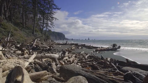 Large driftwood on beach Stock Footage 87441202