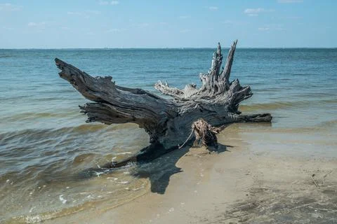 Large driftwood on the beach Stock Photos