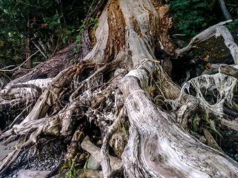 Large driftwood root system Foto stock